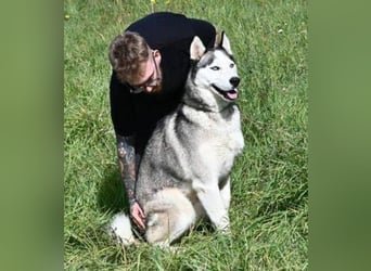 MADDOX sucht streichelnde Hände MADDOX sucht streichelnde Hände