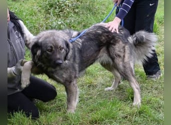 ASTA liebt Menschen sehr