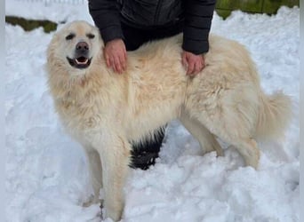 LEON 2 ein sanfter Riese