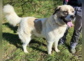 HEIDI 2 ist eine Schönheit