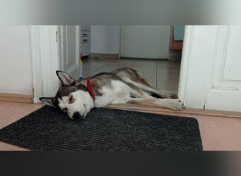 JACKIE braucht dringend ein Zuhause