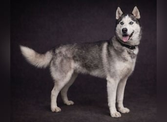 MADDOX sucht streichelnde Hände