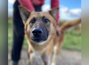 OREIAS musst schon viel aushalten