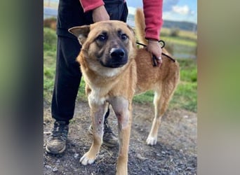 OREIAS musst schon viel aushalten