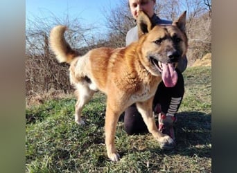 OREIAS musst schon viel aushalten