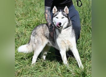 MADDOX sucht streichelnde Hände MADDOX sucht streichelnde Hände