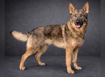 OSCAR wurde herzlos ausgesetzt