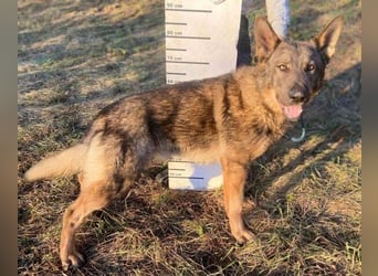 OSCAR wurde herzlos ausgesetzt