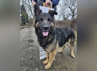 ZEUS durfte nie ankommen