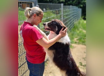 KODA sehnt sich nach einem Zuhause