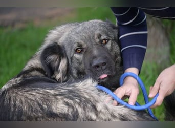 ASTA liebt Menschen sehr