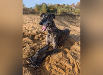 MINA , Galgo sucht ein Zuhause