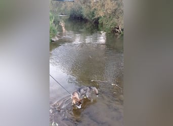 JACKIE braucht dringend ein Zuhause