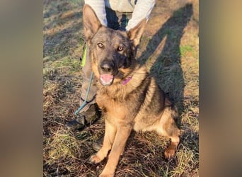 OSCAR wurde herzlos ausgesetzt