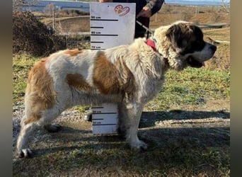 BETTY 2 - Wer zeigt ihr wie schön das Leben sein kann