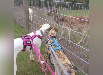 MILKY , weiße Schönheit