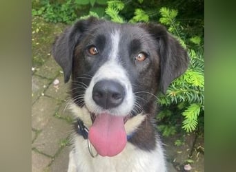 PEGGY ist eine elegante Schönheit