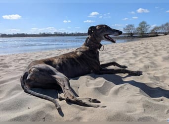 MINA , Galgo sucht ein Zuhause