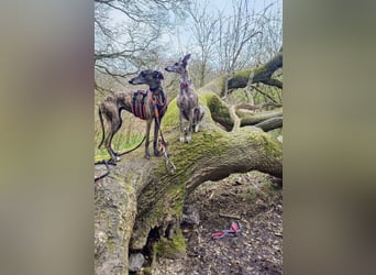 MINA , Galgo sucht ein Zuhause