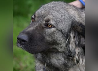 ASTA liebt Menschen sehr