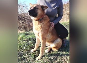 OREIAS musst schon viel aushalten