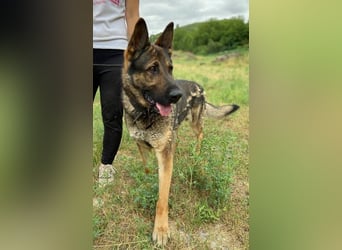 DIESEL ist ein bildschöne Kerl