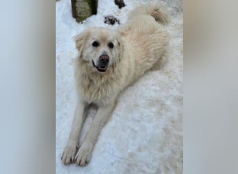 LEON 2 ein sanfter Riese