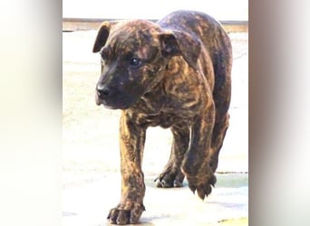 CHIARA, kleines Hundekind in Lebensgefahr CHIARA, kleines Hundekind in Lebensgefahr