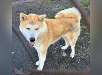 BUBO ist ein Strahlemann