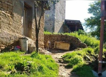 MADDOX sucht streichelnde Hände