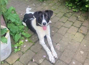 PEGGY ist eine elegante Schönheit