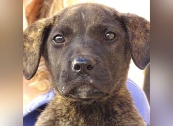 CARLOS,  sein junges Leben schon in Gefahr CARLOS,  sein junges Leben schon in Gefahr