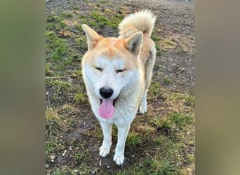 BUBO ist ein Strahlemann