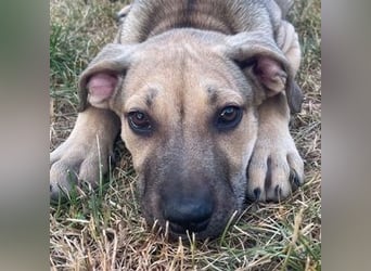 SELLIN ist ein herziges Hundemädchen