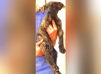 CARLOS,  sein junges Leben schon in Gefahr CARLOS,  sein junges Leben schon in Gefahr