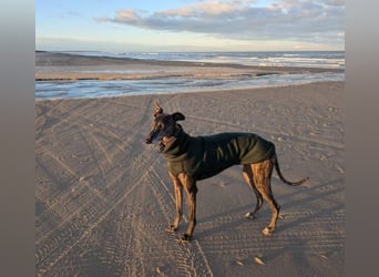 MINA , Galgo sucht ein Zuhause