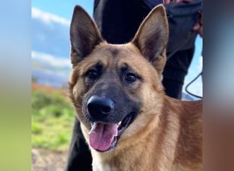 OREIAS musst schon viel aushalten