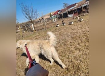 LEON 2 ein sanfter Riese LEON 2 ein sanfter Riese