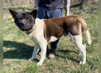 HUGO 2 sein größtes Glück wäre eine Familie