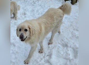 LEON 2 ein sanfter Riese