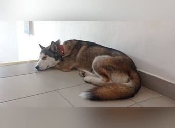 JACKIE braucht dringend ein Zuhause