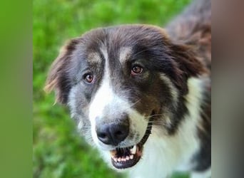 KODA sehnt sich nach einem Zuhause