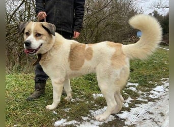 HEIDI 2 ist eine Schönheit
