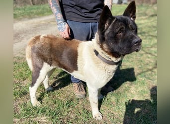 HUGO 2 sein größtes Glück wäre eine Familie