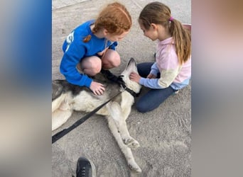 MADDOX sucht streichelnde Hände MADDOX sucht streichelnde Hände