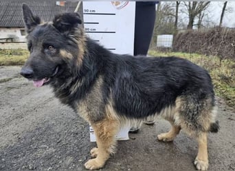 ZEUS durfte nie ankommen