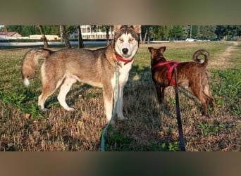 JACKIE braucht dringend ein Zuhause