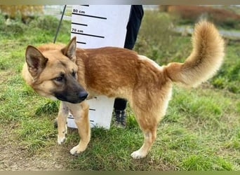 OREIAS musst schon viel aushalten