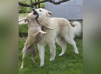 LEON 2 ein sanfter Riese LEON 2 ein sanfter Riese