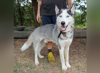 MADDOX sucht streichelnde Hände